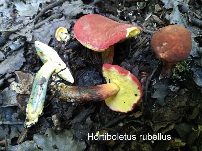 Hortiboletus rubellus-amf317.jpg - Hortiboletus rubellus - Syn: Xerocomus rubellus - Nom français: Bolet framboise